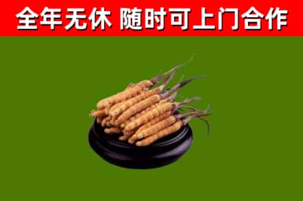 资溪烟酒回收冬虫夏草.jpg